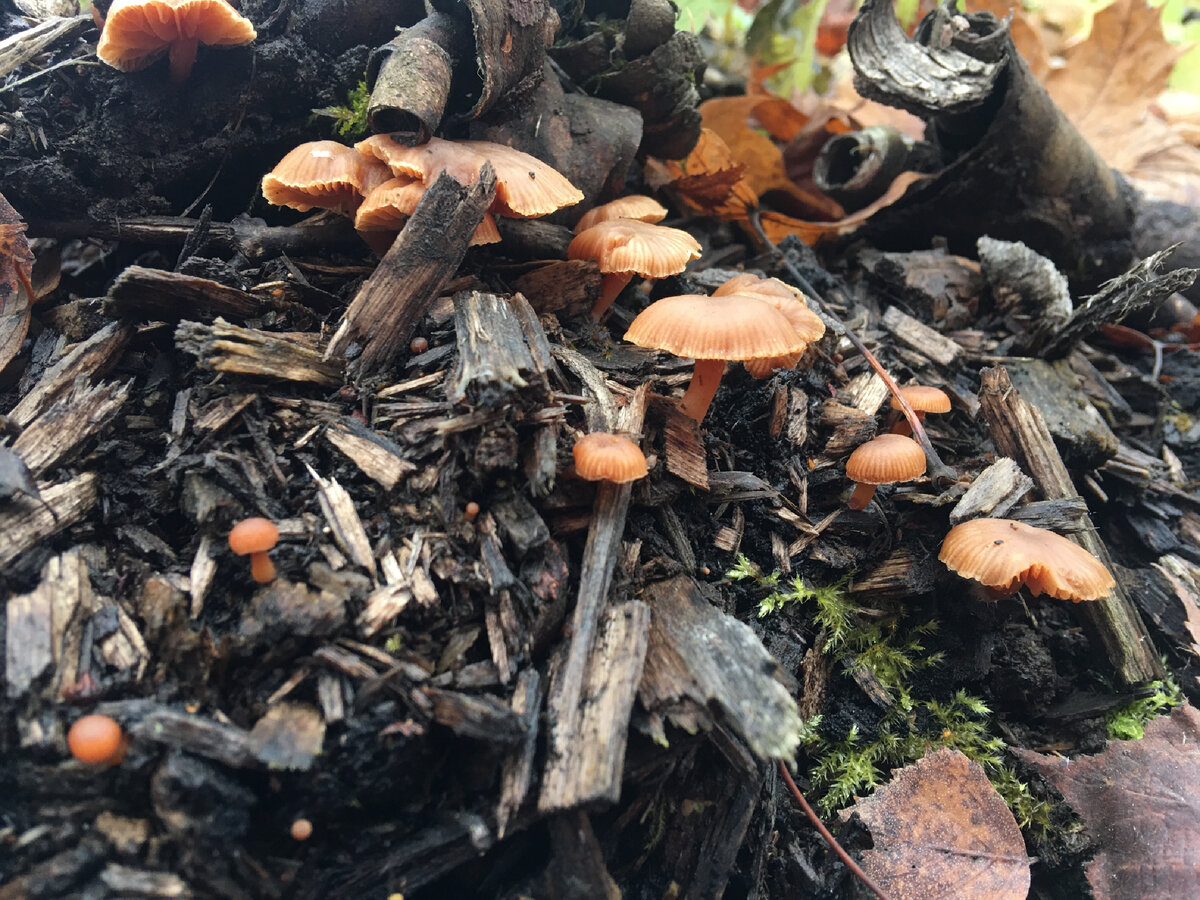 Тубария на щепе