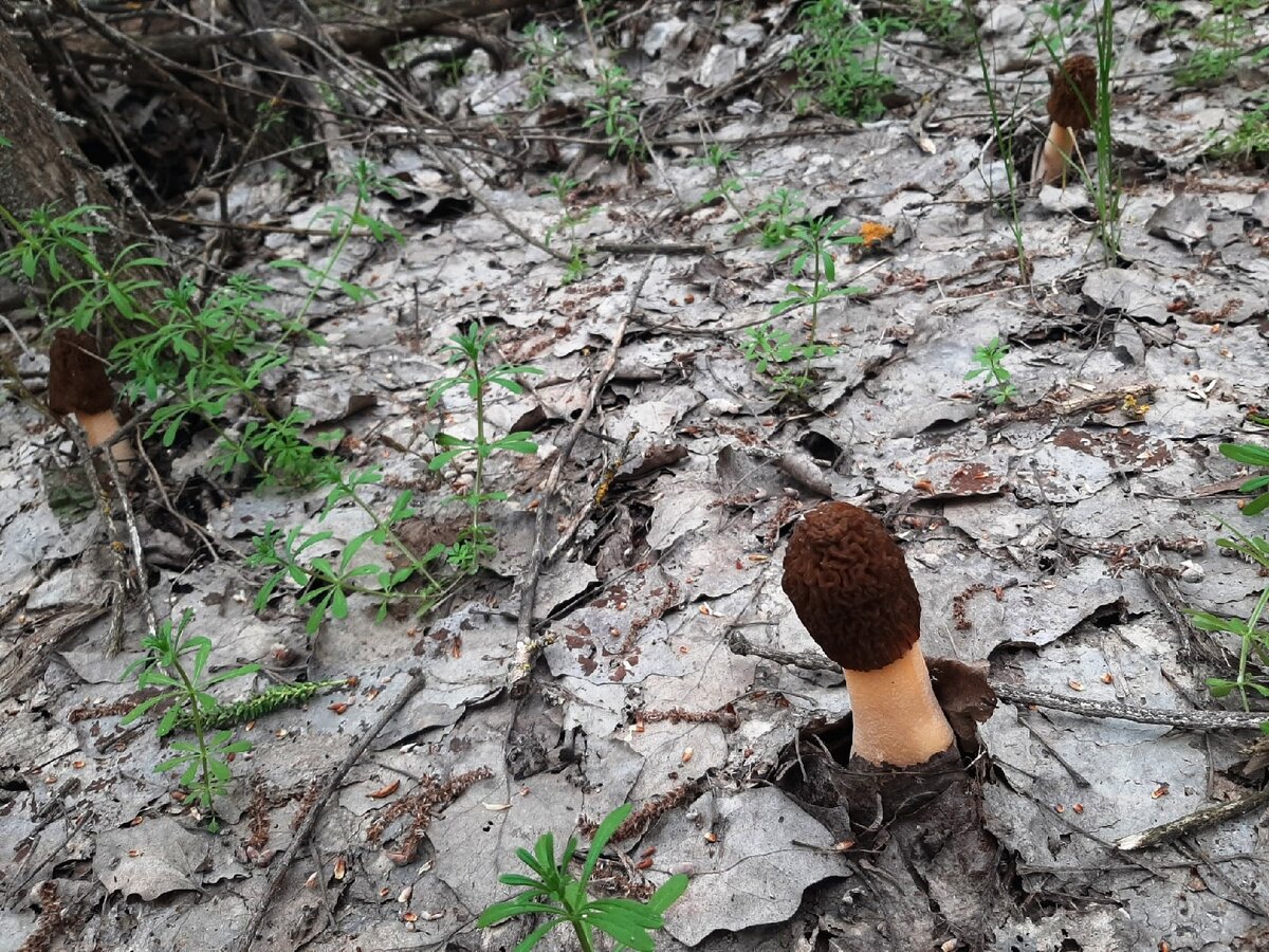 Сморчки – одни из самых древних грибов, первые упоминания о них содержатся в трудах древнегреческого ученого Теофраста, жившего в IV веке до н. э. В Древнем Риме сморчки считались деликатесом, поэтому их не разрешалось готовить слугам, а к столу их подавали в изысканной посуде. Во многих странах мира к сморчкам относятся с большим почтением, к примеру, в Америке им придали статус «королей грибов».