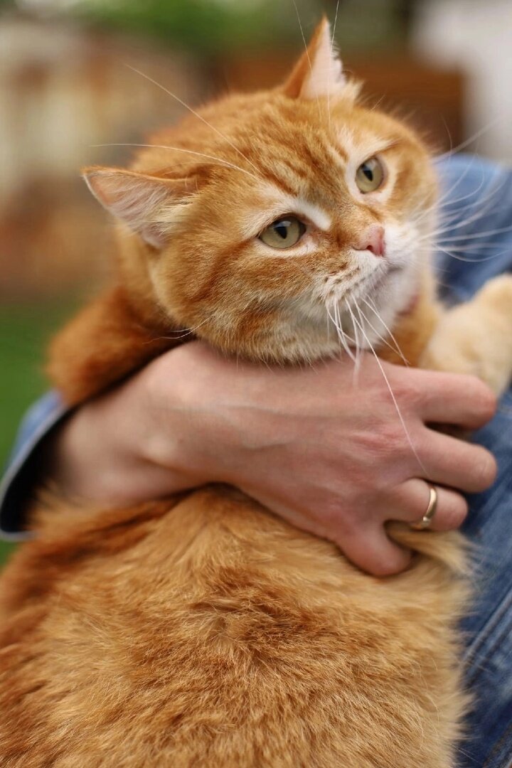 иллюстрация из яндекс картинки.