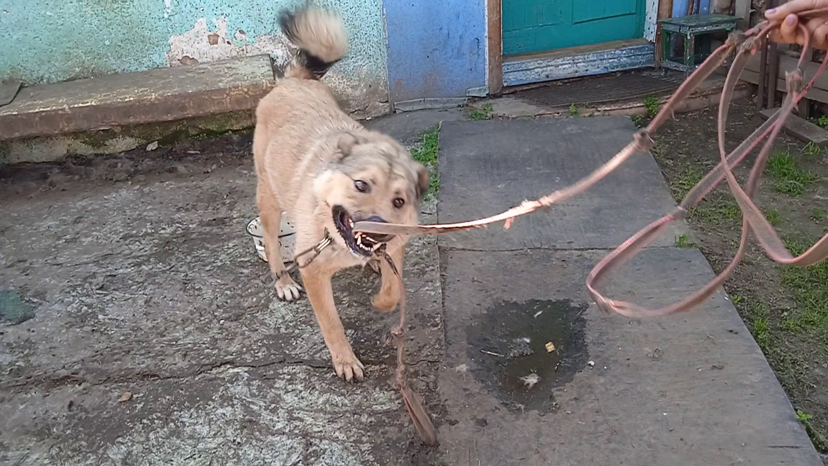 Сколько же он просидел так? на метровой цепи?