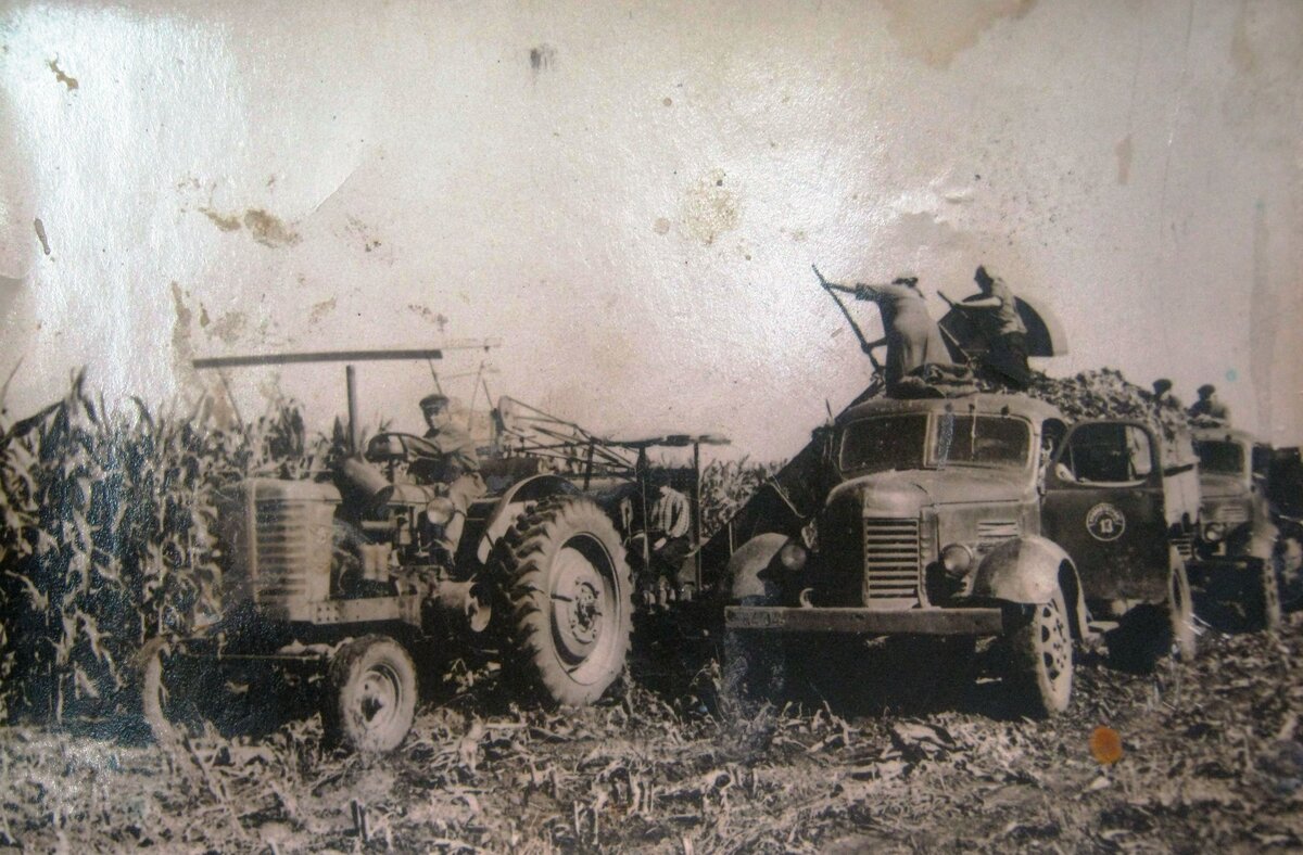 Уборка кукурузы, 1965 год