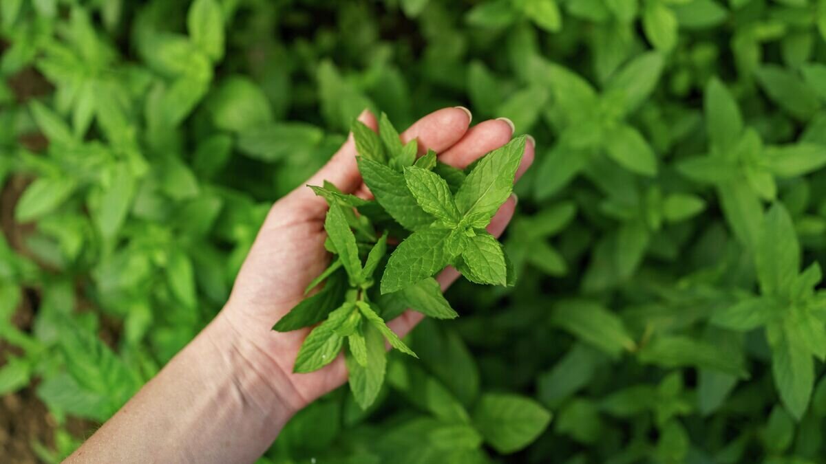    МятаCC0 / arthurhidden /