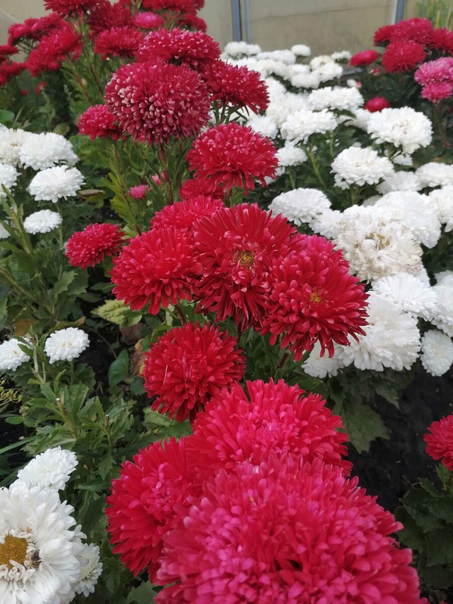 Мои астры 2020 год.