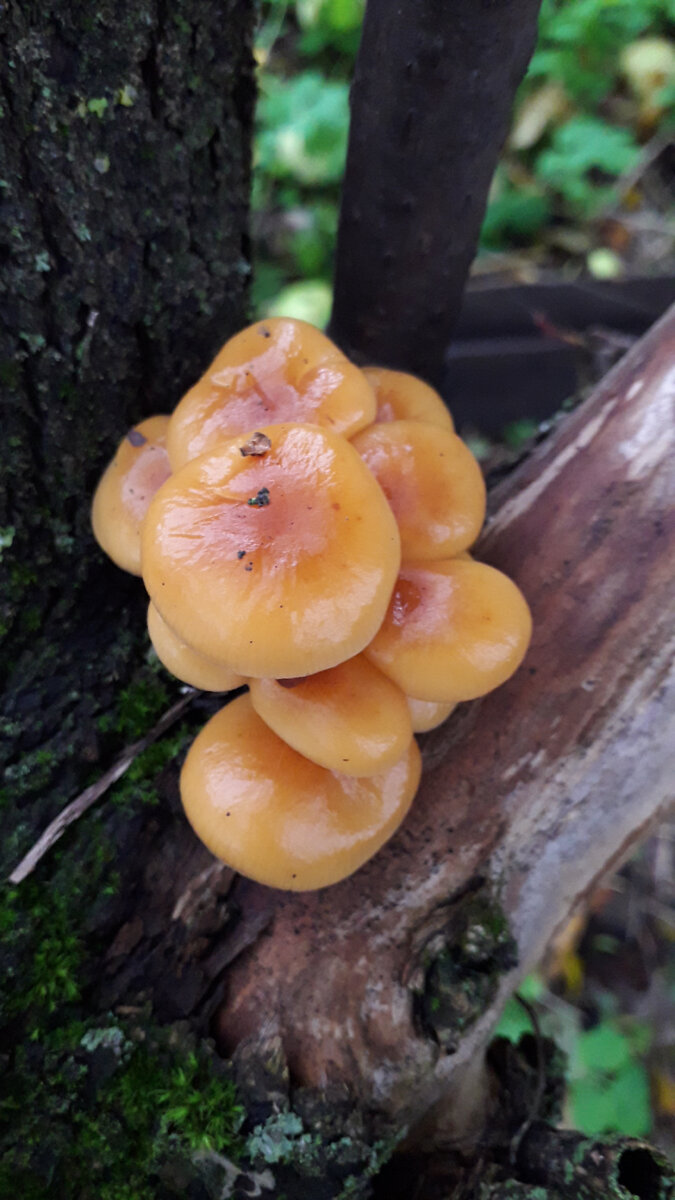 Фото автора. Нагромождение грибов, похожее на кучки глаз, которые видят иногда люди в кошмарах