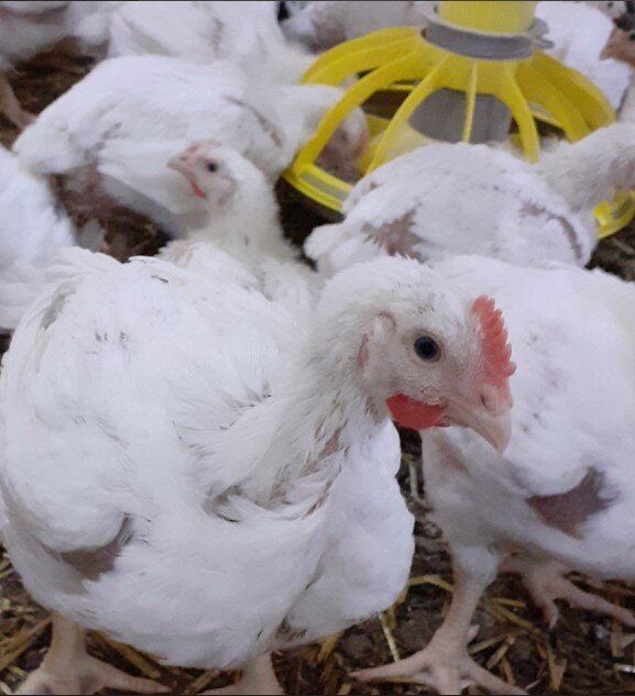 Способы кормления сельскохозяйственной птицы