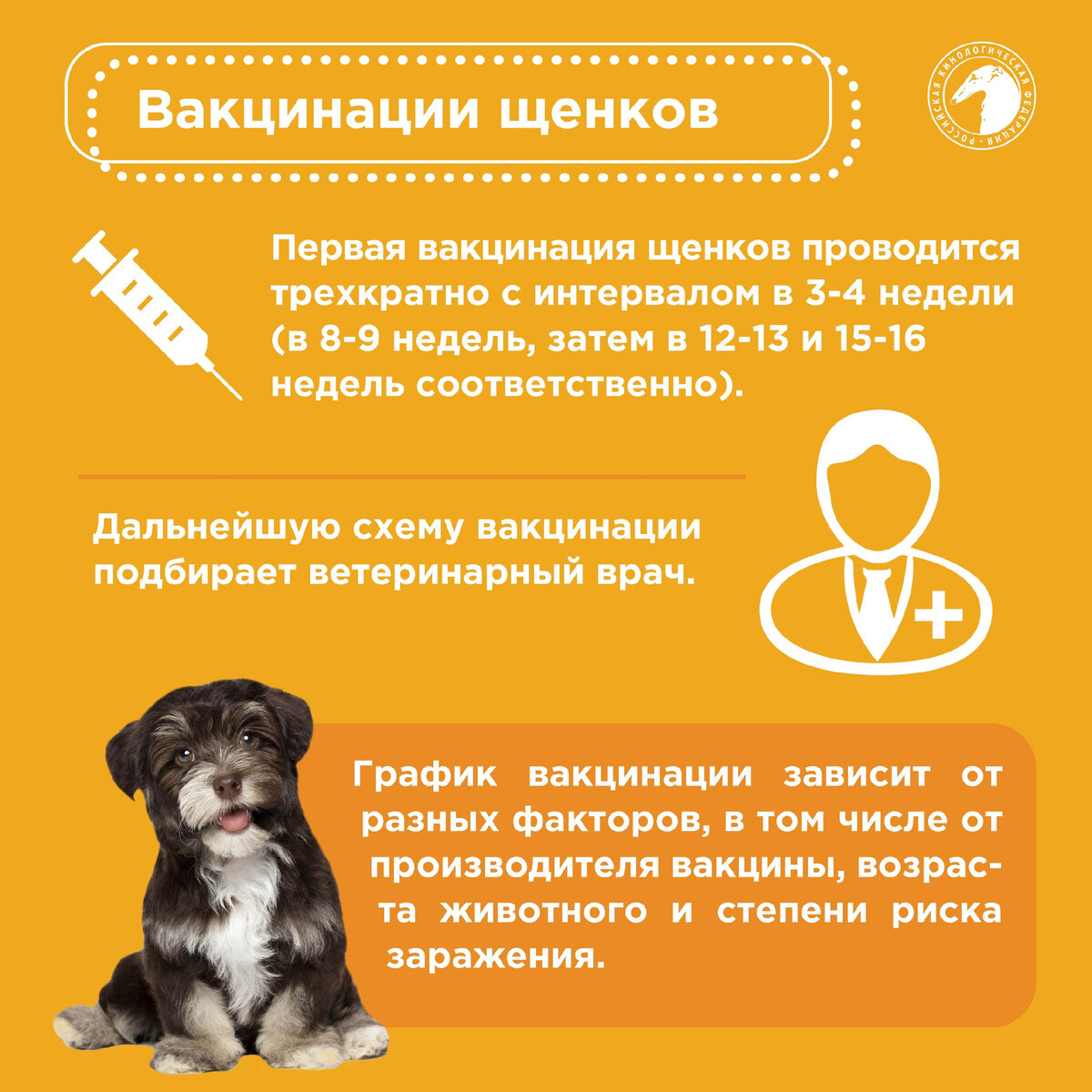 Вакцинация щенков. Прививки щенкам. Прививка щенку. Напоминание о вакцинации собака.