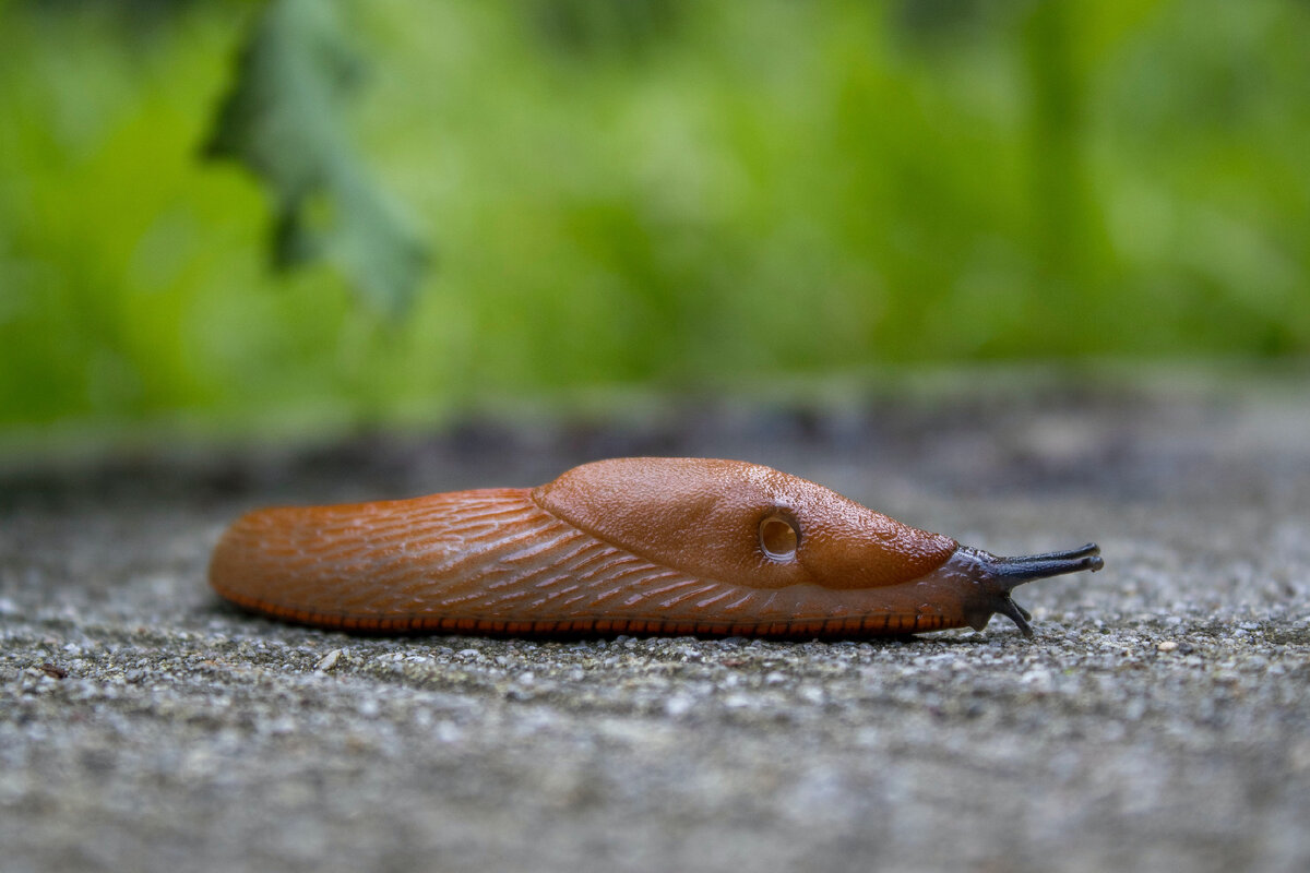 Фото Rudolf-Peter Bakker
