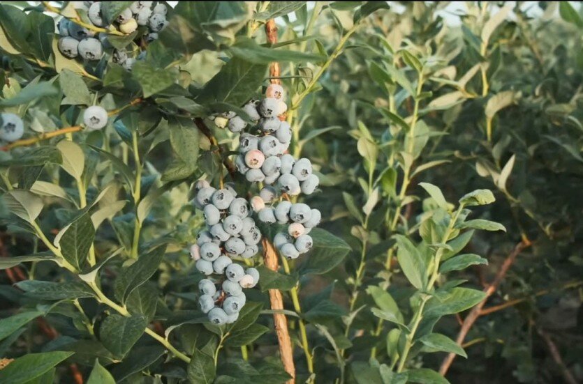 Как обустроить приствольные круги плодовых деревьев и ягодных ...