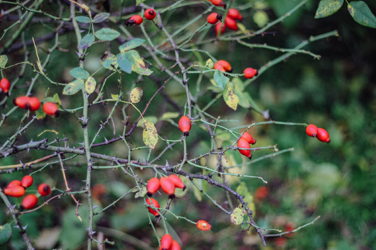 Куст с шиповником около нашего дома
