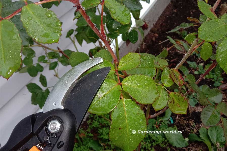 Стараюсь по максимуму обрезать листья у розы, которые очень долго остаются зелеными