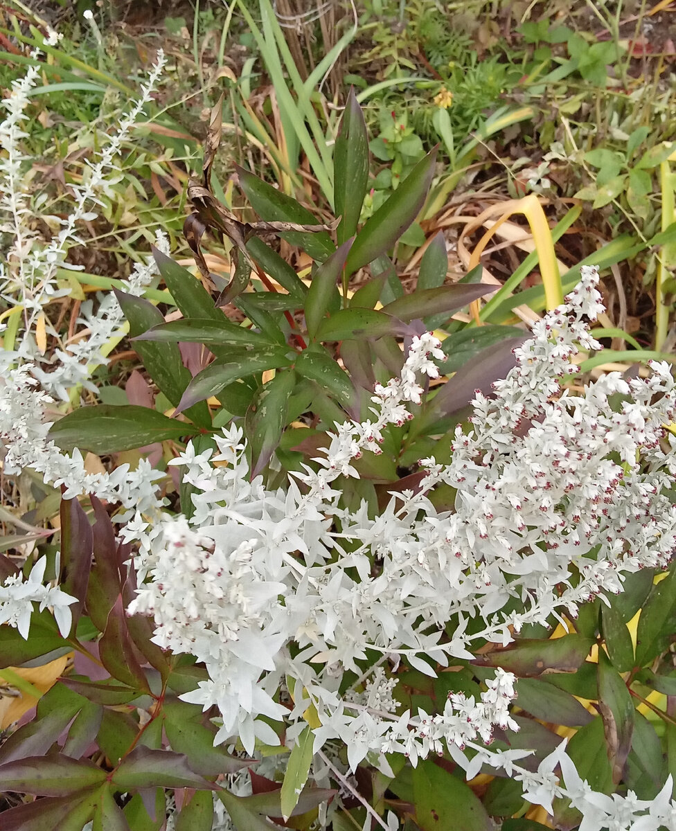 Сорная трава.