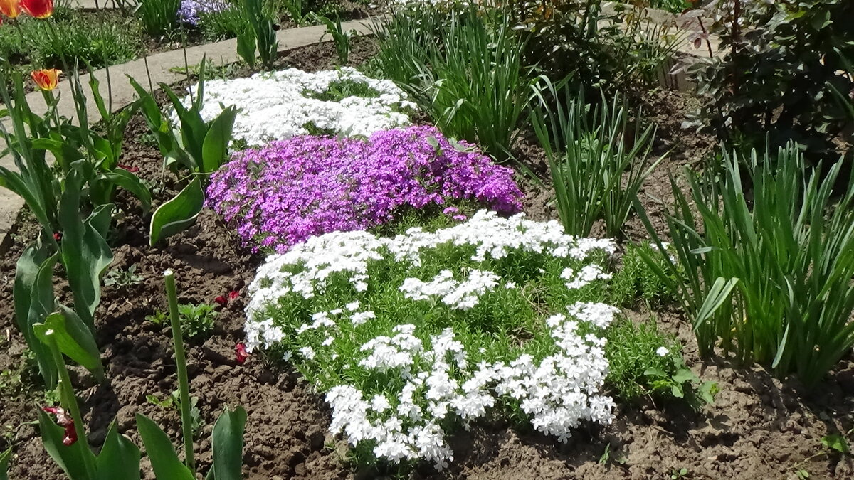 Эти шиловидные флоксы были рассажены в сентябре, зимовали без укрытий и прекрасно зацвели весной.