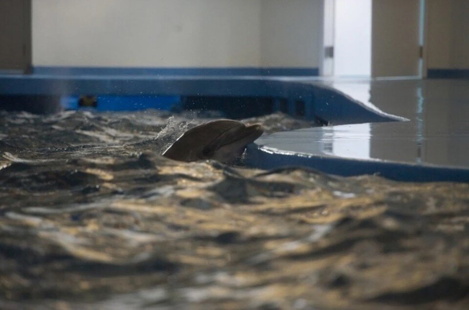     Теперь скандальный дельфинарий проверяет прокуратура и полиция Алексей БУЛАТОВ