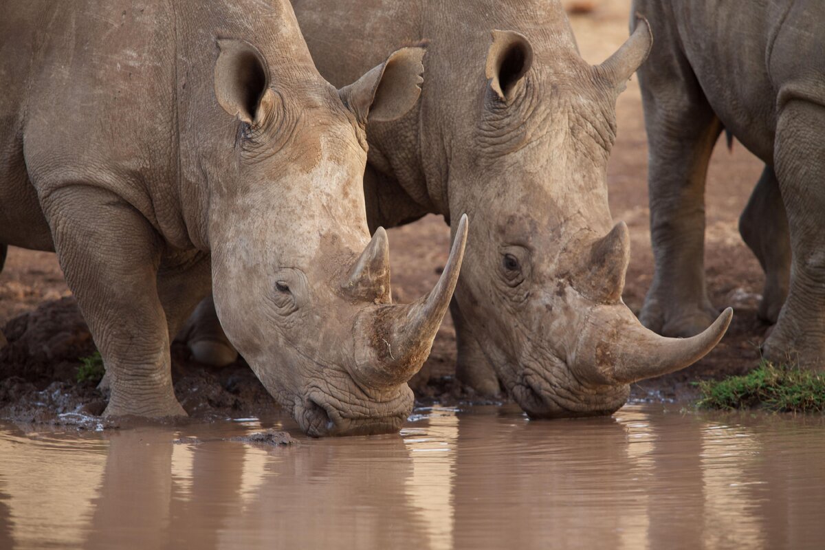    фото: De Klerk / Alamy