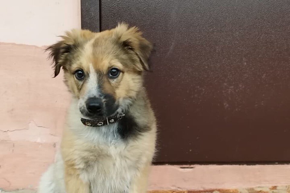     Малыш обрел новый уютный дом и любящих хозяев. Фото: предоставлено героиней публикации