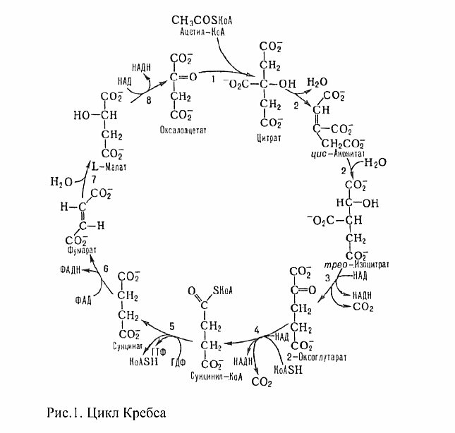 Цикл кребса в митохондриях. Коэнзим а участие в цикле трикарбоновых кислот.