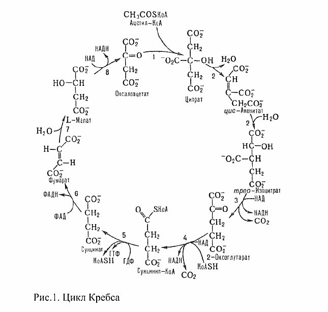 Биологическая роль цикла кребса