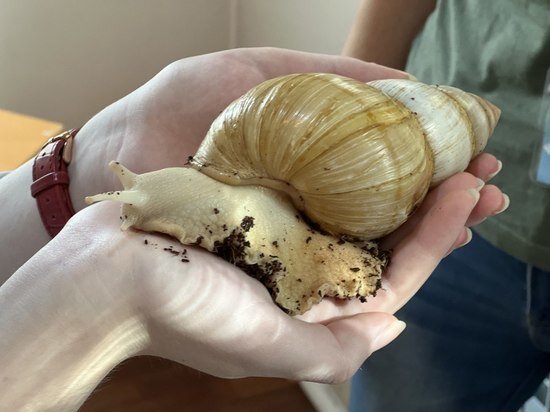     Вот так выглядят улитки – ахатины. / Елена Кокорина