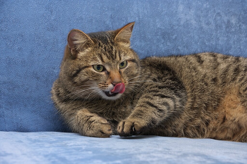 Фото несчастного кота. Кот оказался. Котик мяукнул. Коты мышеловы как понять. Котик мяукнул.