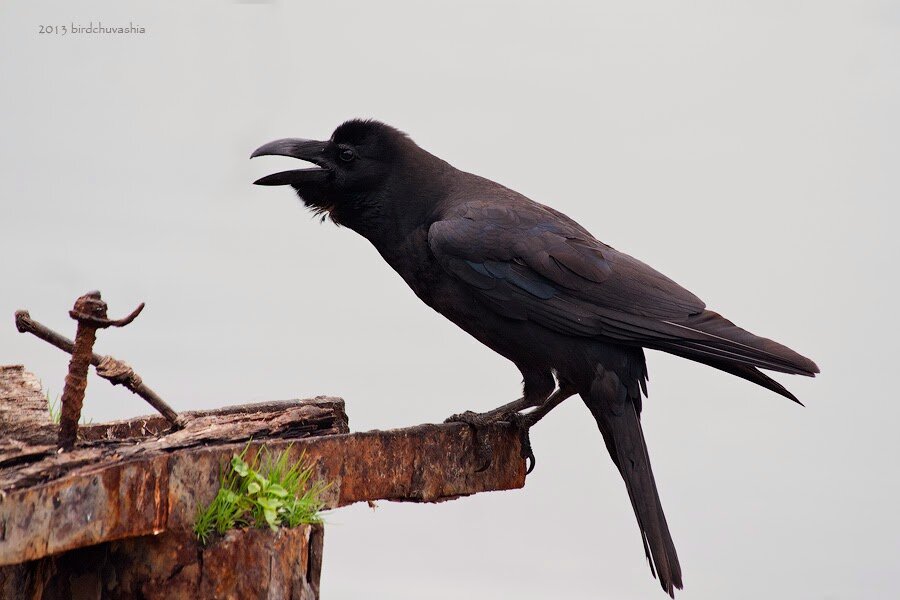 Большеклювая ворона. Все фото авторские!!!