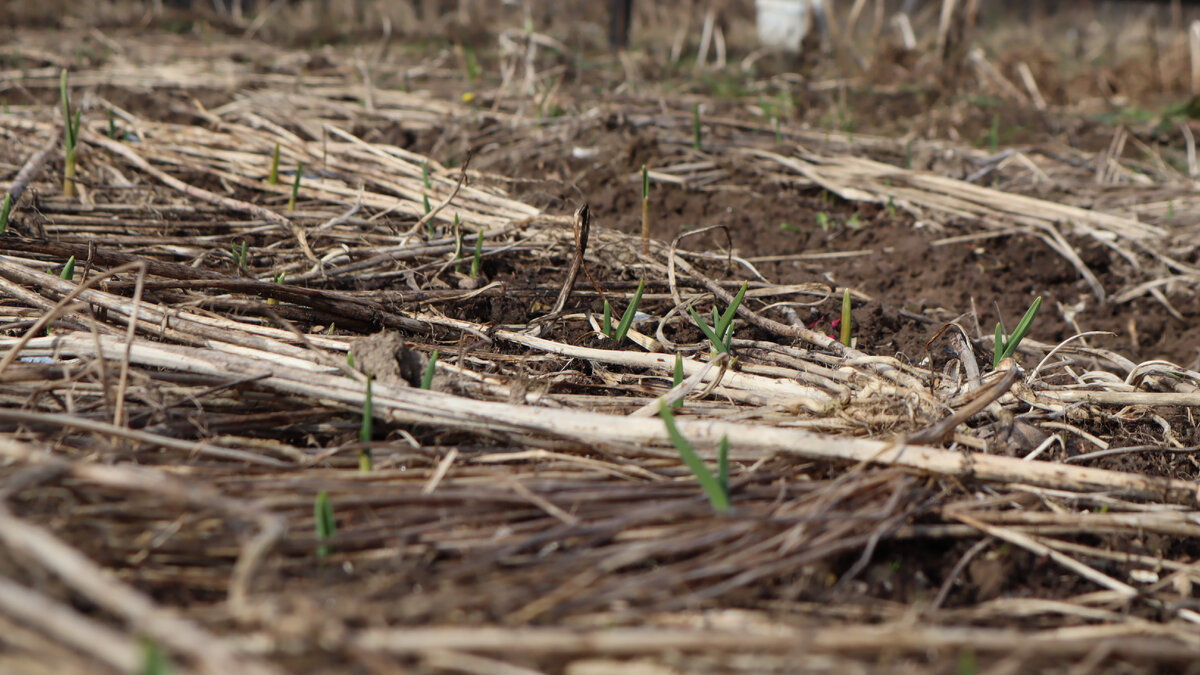 Озимый чеснок пророс осенью.