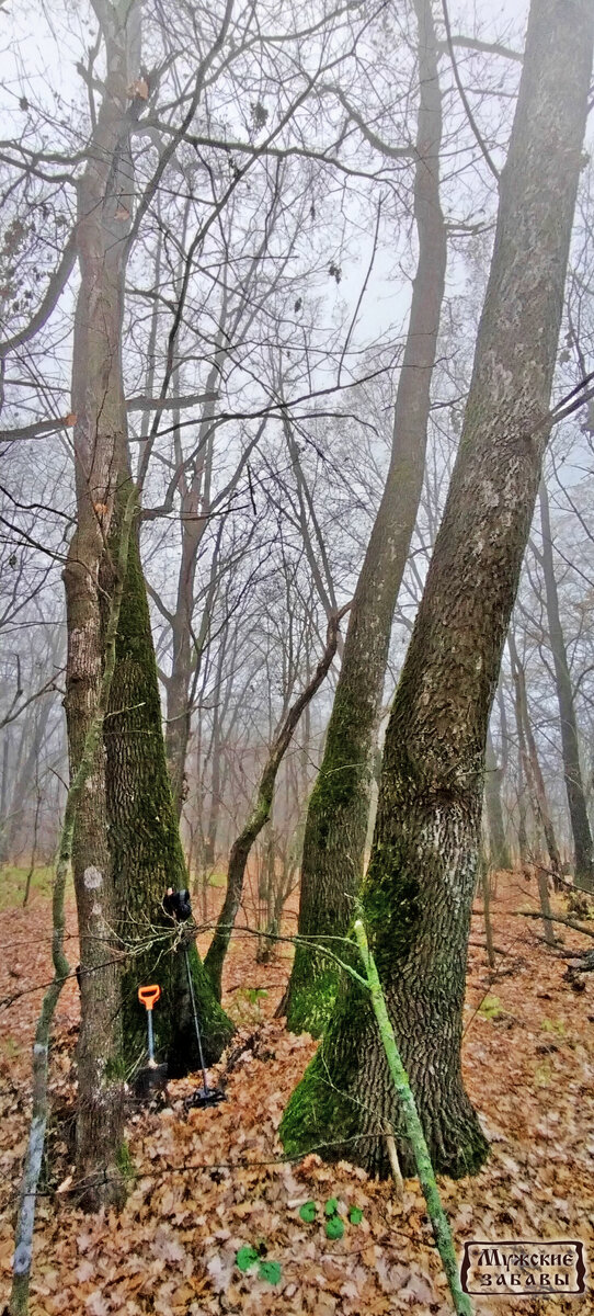 верхушки деревьев в тумане