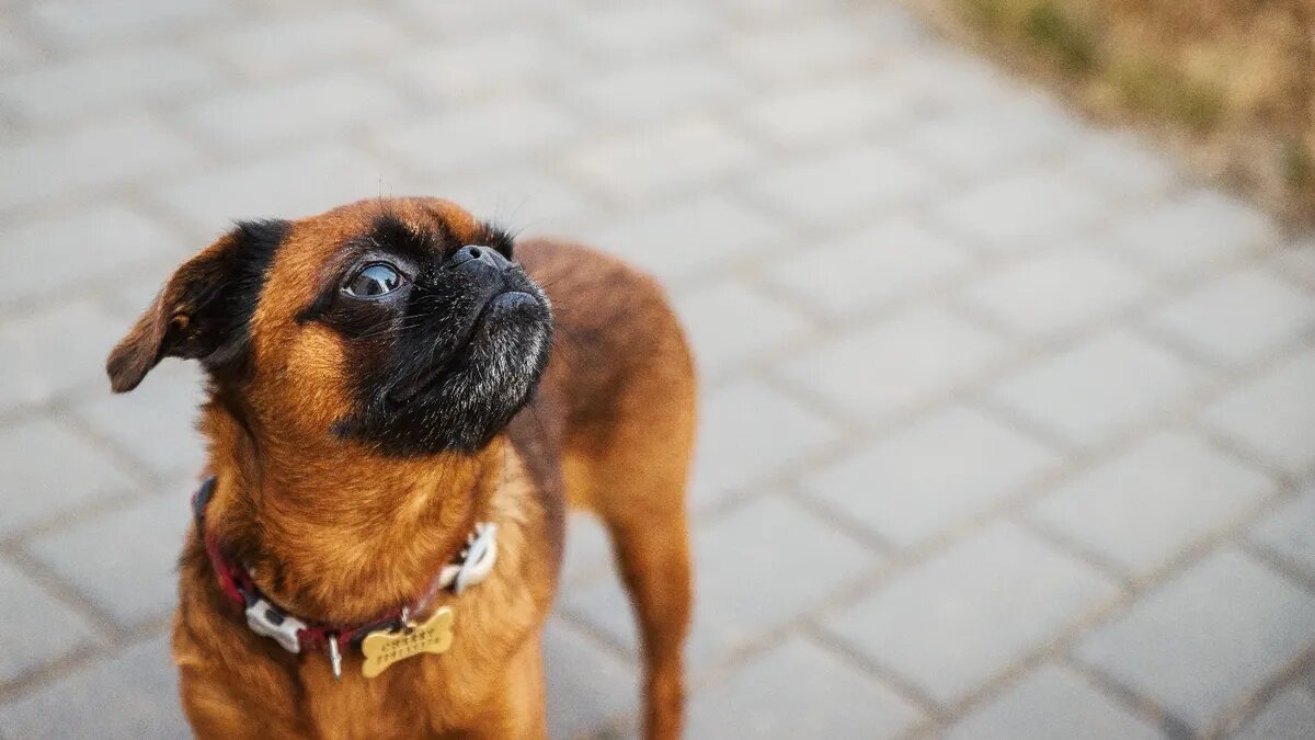 Сюжеты, когда во сне приходит собака. Фото: www.piqsels.com