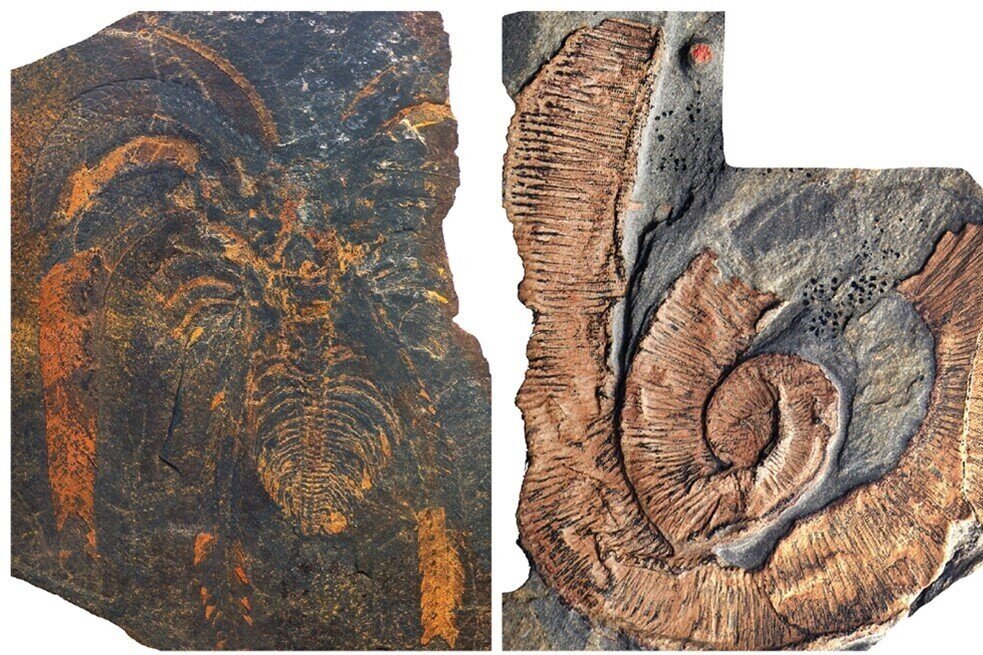     Гигантские членистоногие доминировали в морях 470 миллионов лет назад