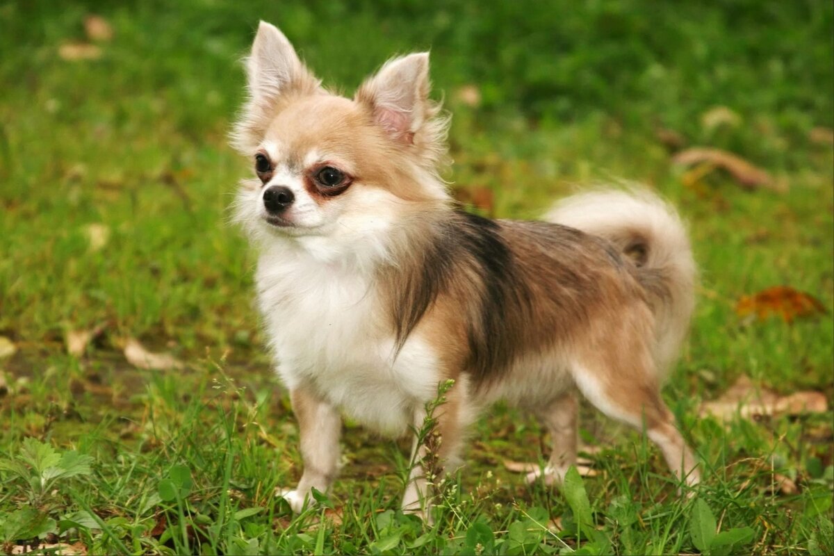 Декоративные породы собак - ТОП 15 с фото: подборка популярных пород для любителей маленьких и стильных домашних питомцев