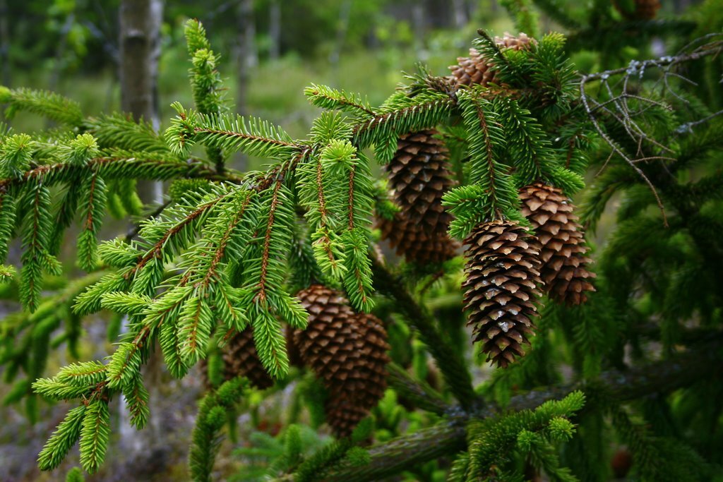 Род ели обыкновенной. Ель Сибирская Picea obovata. Ель европейская Picea Abies. Picea canadensis. Ель Монтгомери.