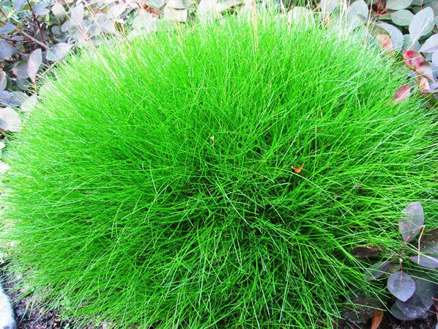 Фото https://ogrod-online.pl/trawy-ozdobne-na-kazda-pore-roku/