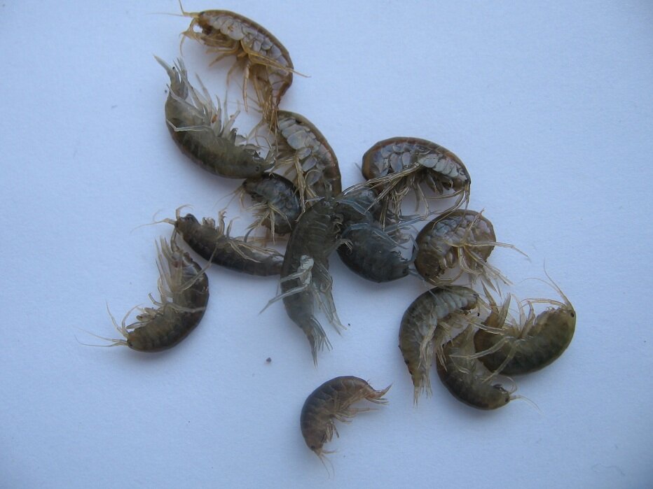 Фото из интернета.