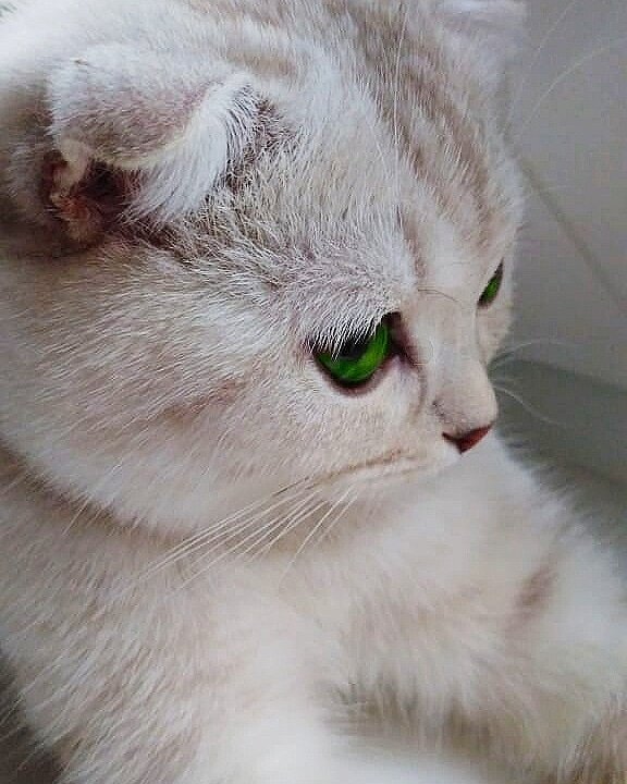 Счастливые обладатели домашних кошек довольно часто могут увидеть, как их любимые питомцы иногда замирают и подолгу смотрят куда-то в никуда — словно они видят что-то очень далекое, позади своего хозяина, а то и стены в доме своего обитания. При этом пушистые генераторы домашнего уюта выглядят очень мечтательно, словно они погрузились в какие-то неведомые нам кошачьи мечты, пишет fb.ru. 
Бывает и так, что кошка словно пугается чего-то, шипит и выгибает спину, а ее зрачки расширяются. При этом ее взгляд устремлен туда, где по мнению человека ничего нет — обычная пустота и ничего больше.

Самое время понять, что является причиной такому странному поведению наших любимцев.

Точка зрения науки

Наука рассматривает эту особенность кошек смотреть в пустоту или на стену довольно просто и без какой-либо романтики потустороннего — всему виной особое строение глаз этих удивительных животных, за сетчаткой которых расположен слой тапетума, способного отражать дополнительное количество света извне на сетчатку зрачка. Благодаря этому видимый кошкой мир в разы превосходит наш с вами. Конечно же, он не становится в сотни раз больше, если смотреть с точки зрения муравья, но по сравнению с человеком поистине феноменальное различие.

В итоге для кошек не является большой проблемой разглядеть то, о наличии или существовании чего их хозяева даже не догадываются. Можно смело предположить, что флора и фауна Земли значительно больше в количественном и качественном составе, чем мы все ее знаем. Кроме того, не стоит забывать и тот факт, что все кошки — хищники, даже несмотря на то, что большую часть своей жизни они проводят в сладких снах. У них великолепный слух, и поэтому их может привлечь любое едва заметное движение тени на стене, шорох паутинки или даже муравей, пробегающий по своим делам метрах в десяти от пушистого наблюдателя. И человеку с его зрением и слухом ни за что не догадаться, что причины, по которым его домашний питомец вдруг резко меняет свое поведение и смотрит в пустоту или на стену, вполне невинны.