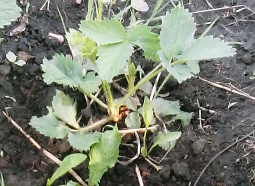 Фото автора: А на эту настойки не хватило...