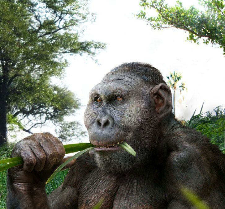 Австралопитек — "дед"