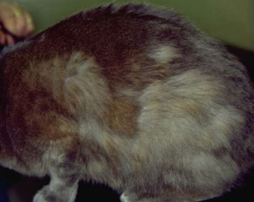 Алопеция у кошки: причины и способы борьбы с выпадением шерсти