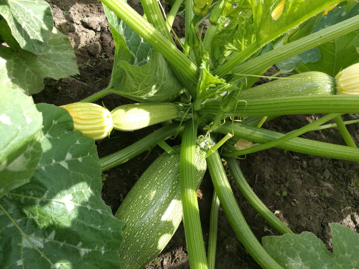 Кабачки переростки не подойдут.