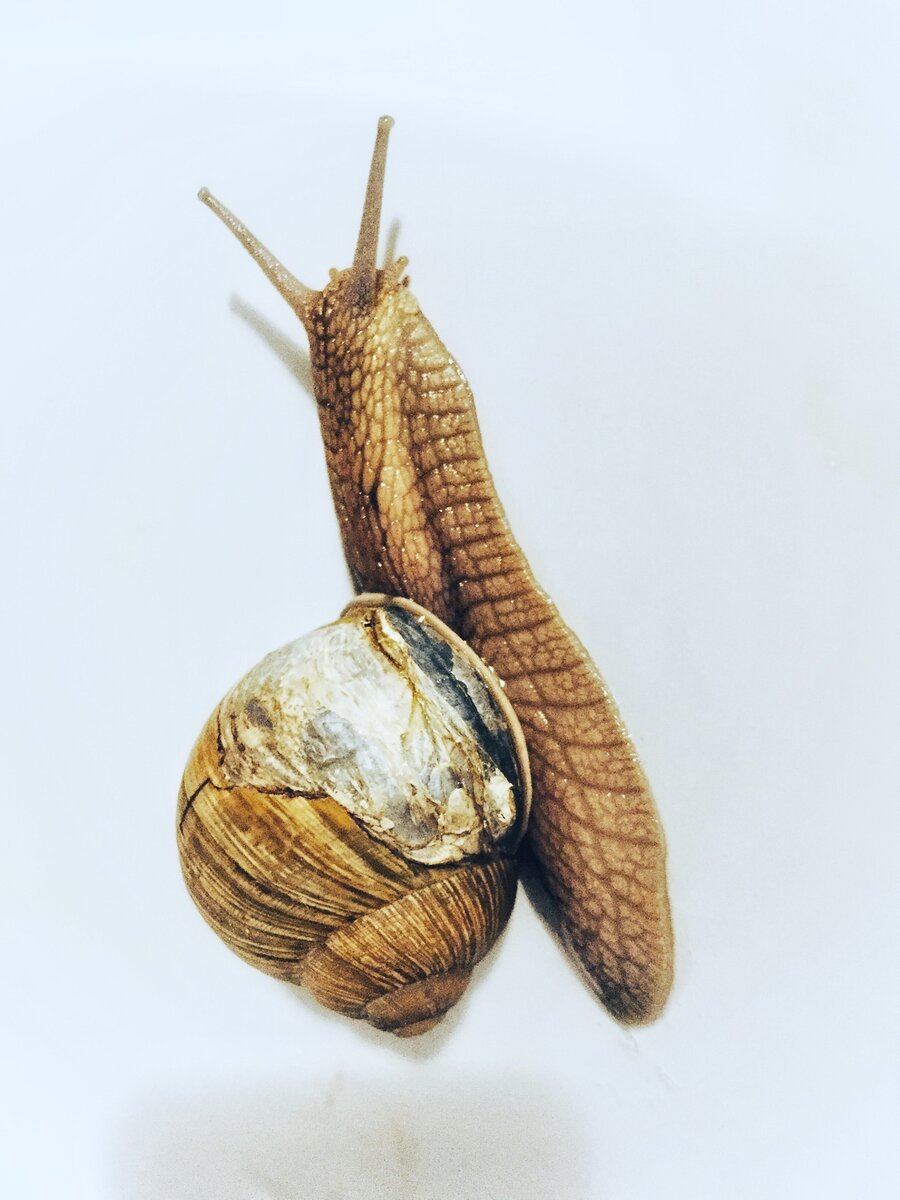 Наша красавица Милена .