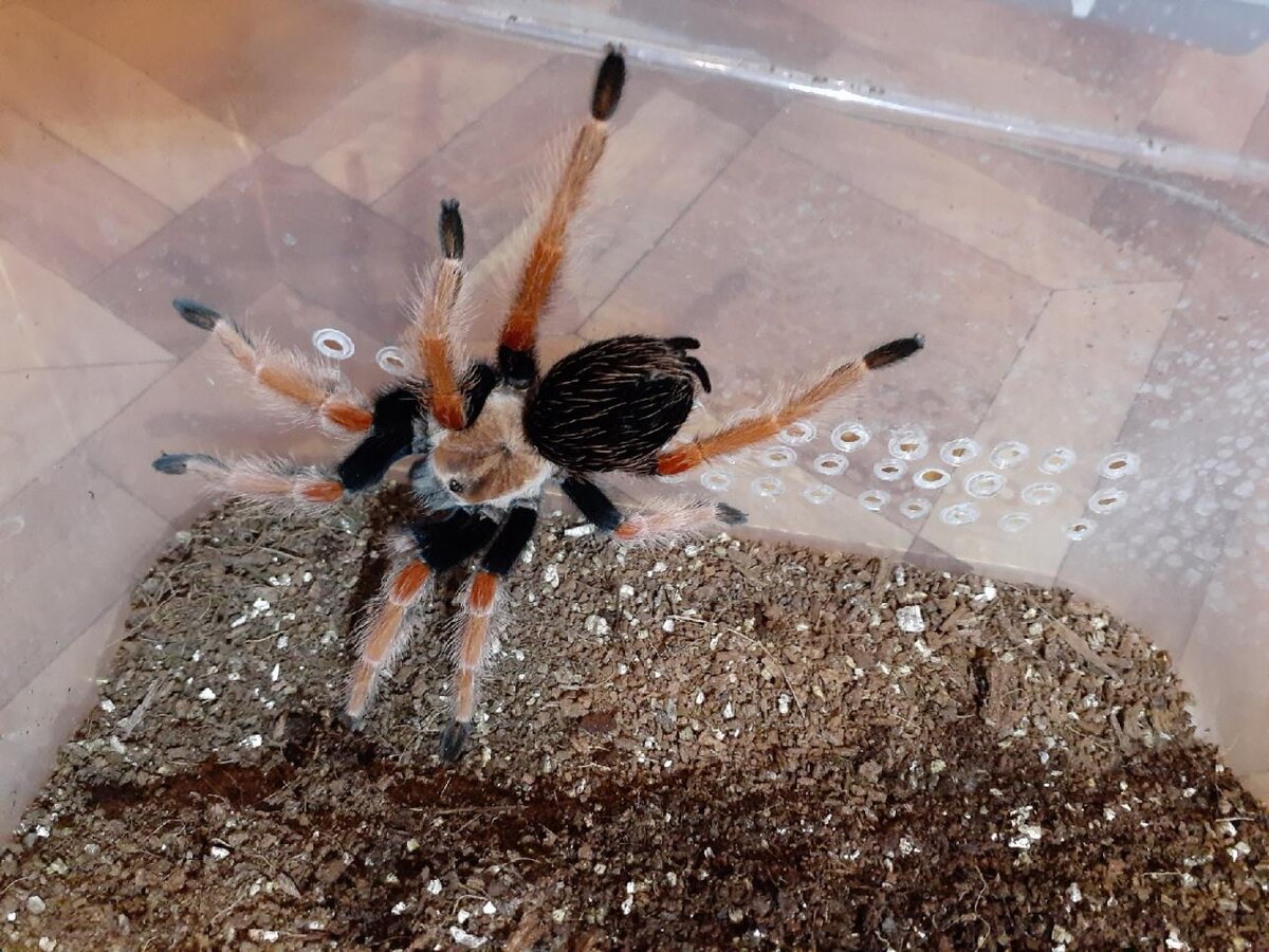 Brachypelma boehmei