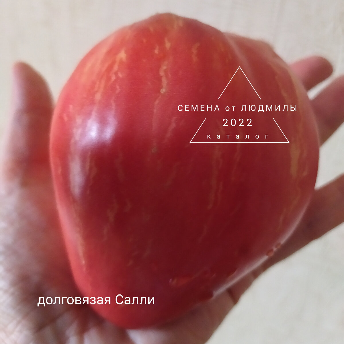 Лучшие розовые томаты, сорт Долговязая Салли