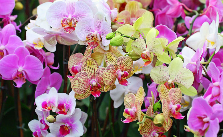 Каталог комнатных орхидей с фото, названиями и описанием