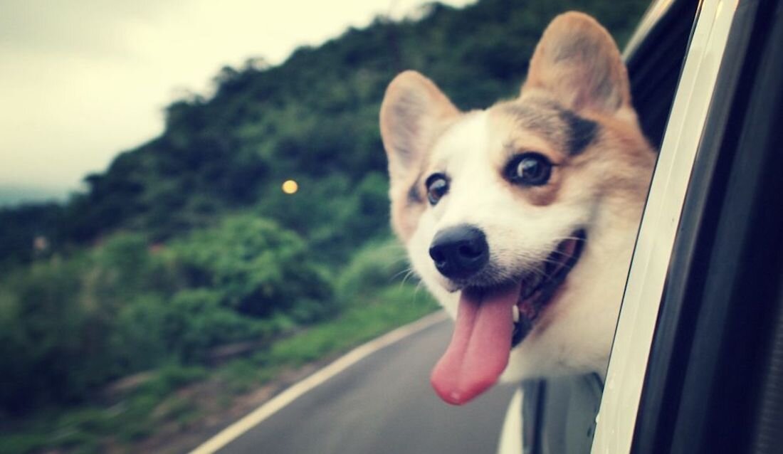 Штраф, если высунулся из окна машины на ходу