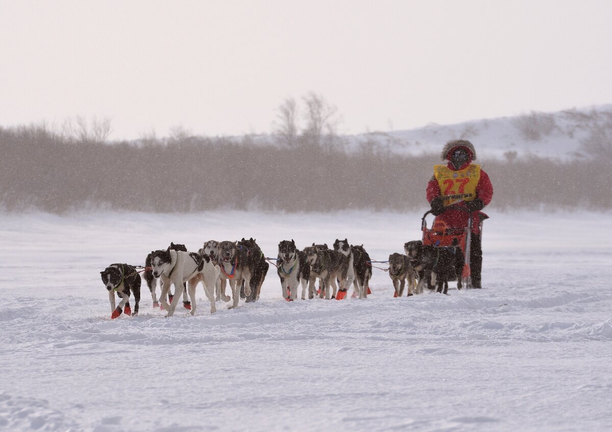 Питомник ездовых собак «Северный»