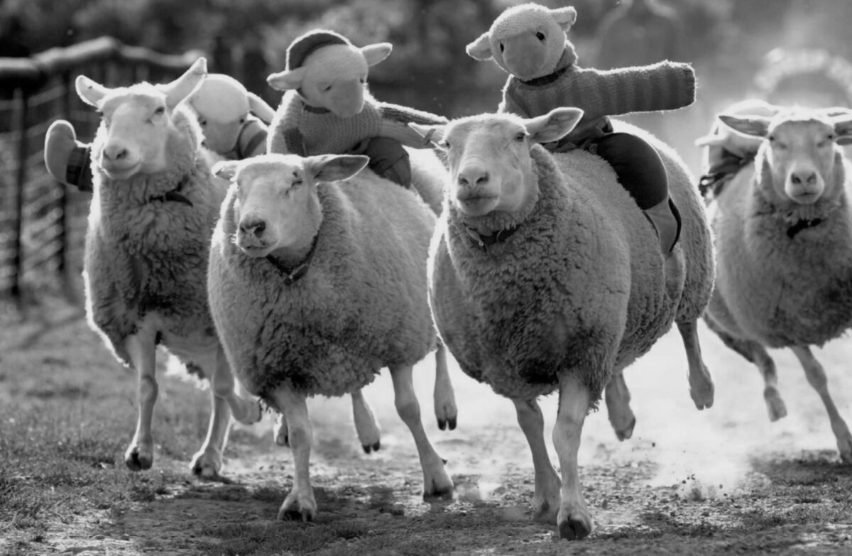 Стадо баранов