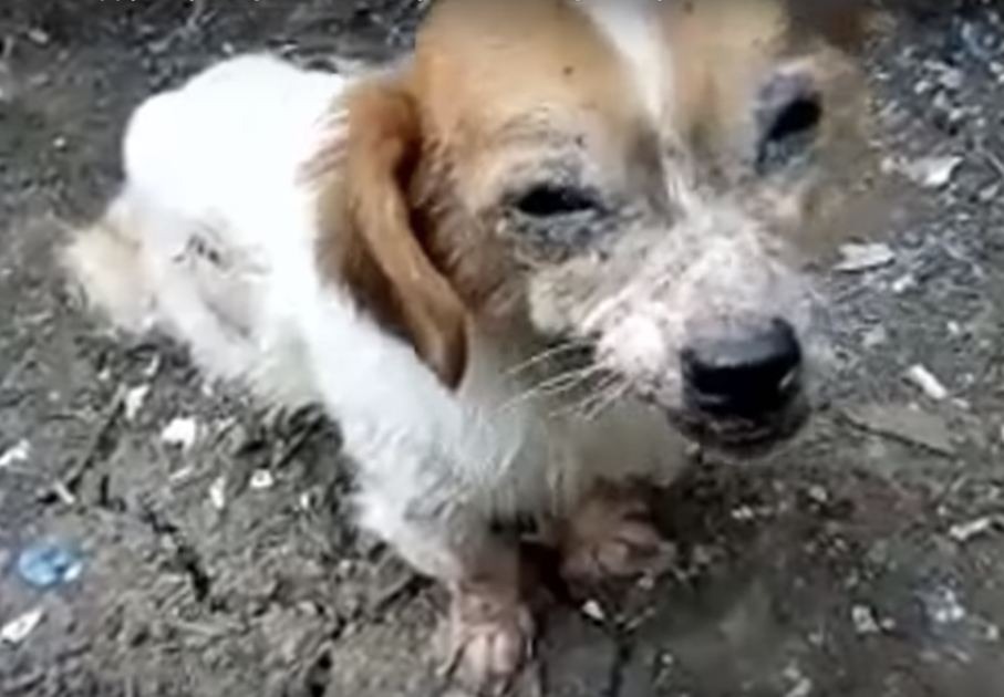 Фото: Stray Paws Animals Rescue / YouTube