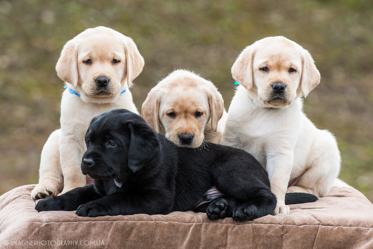 Изображение взято из открытых источников Яндекс. Картинки