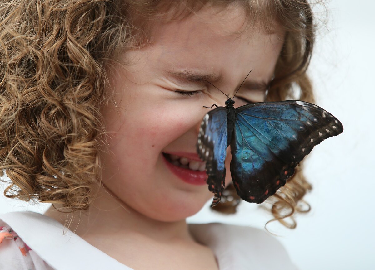 Бабочкарий с куколками. Лицо бабочки. Мордочка бабочки. Голова бабочки. Лицо бабочки вблизи.