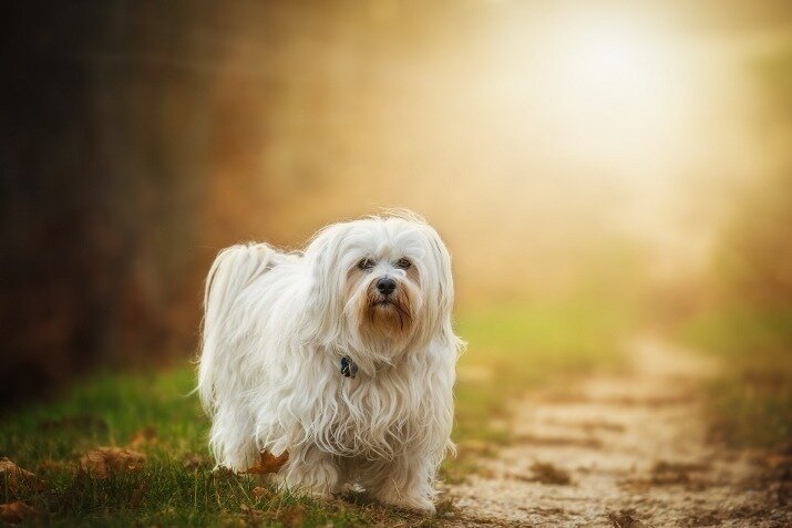 ТОП 10: Маленькие гипоаллергенные собаки для квартиры | Zoosite.com.ua |  Дзен