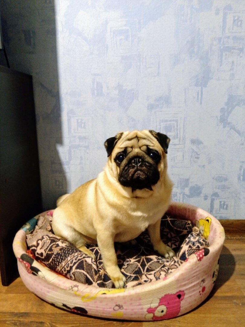              Фрэнк в своем лежаке