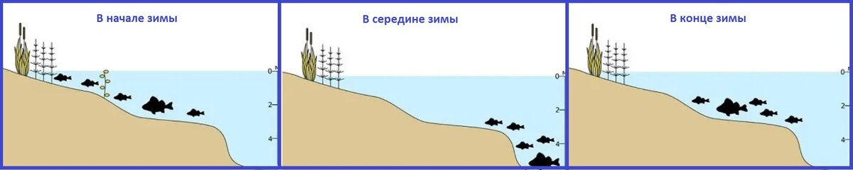 где половить крупного окуня зимой. на какой глубине окунь зимой. стоянка окуня зимой. места обитания судака зимой. на какой глубине окунь зимой.